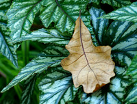 Elaine Bacal_Dried oak leaf