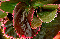 Elaine Bacal_Leaves in a whorl