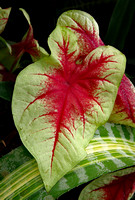 Elaine Bacal_Red and green Coleus.pg