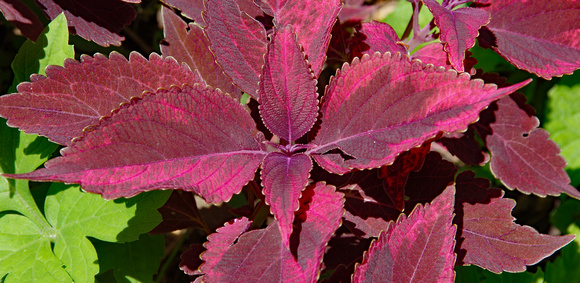 Elaine Bacal_Red Coleus leaves