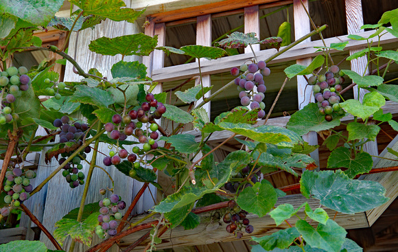 Elaine Bacal_Grape vines