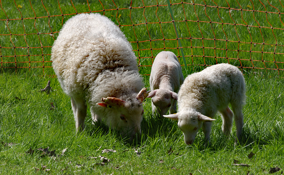 Elaine Bacal_Sheep family