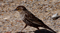 Elaine Bacal_Roadrunning bird