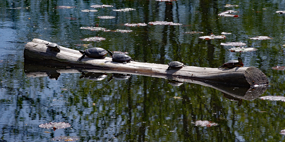 Elaine Bacal_Sunbathing turtles