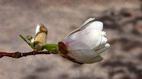 Elaine Bacal_White Magnolia bloom