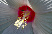 Elaine Bacal_White hibiscus