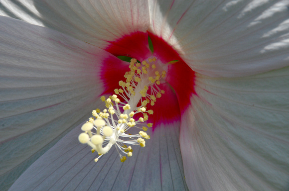 Elaine Bacal_White hibiscus