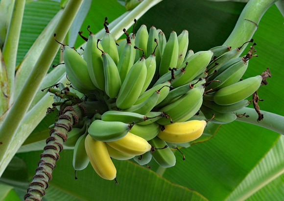 Elaine Bacal_Green bananas