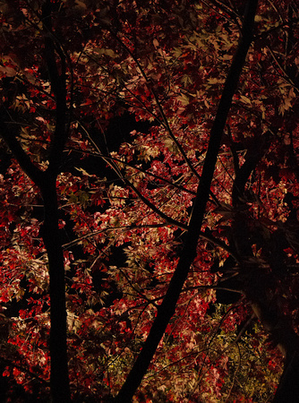 Elaine Bacal_Lit tree at night01