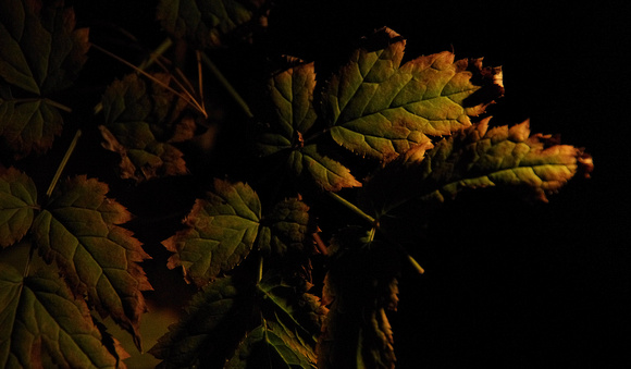 Elaine Bacal_Leaves at night01