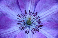 Elaine Bacal_Purple flower closeup