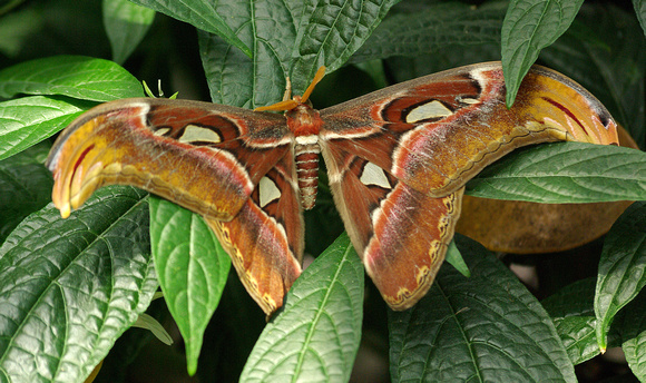 Elaine Bacal_Cobra moth