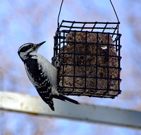 Elaine Bacal_Woodpecker at feeder