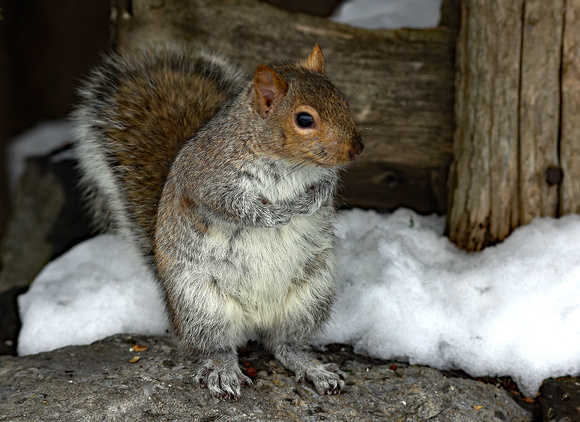 Elaine Bacal_Squirrel in the snow01