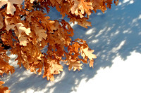Elaine Bacal_Winter oak leaves cast shadow