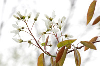 Elaine Bacal_Serviceberry blooms