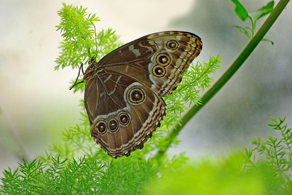 Elaine Bacal_Owl butterfly