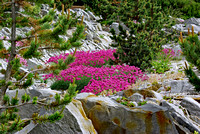 Elaine Bacal_Alpine garden view01