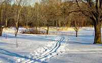 Elaine Bacal_Tracks in the snow