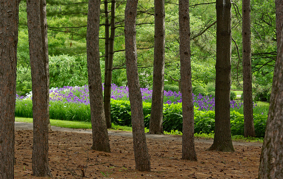 Elaine Bacal_Pine forest in Japanese garden