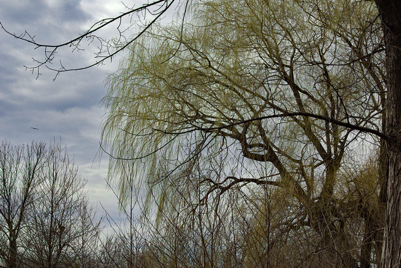 Elaine Bacal_Willow trees