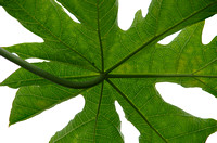 Elaine Bacal_Palmate leaf