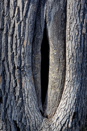Elaine Bacal_Tree trunk04