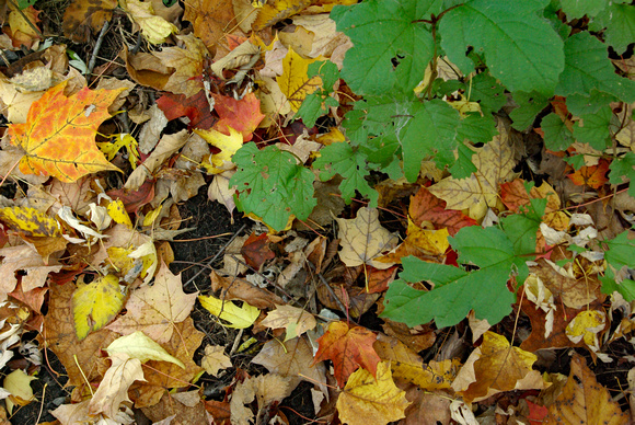Elaine Bacal_Autumn leaves01