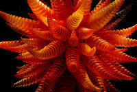 Elaine Bacal_Chihuly glass05