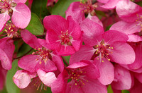 Elaine Bacal_Crabapple blooms