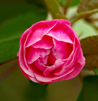 Elaine Bacal_Crabapple Blossom