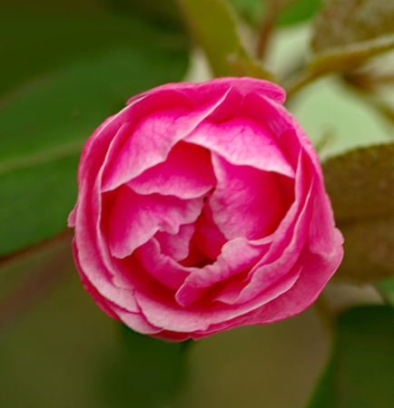 Elaine Bacal_Crabapple Blossom