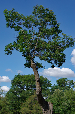 Elaine Bacal_Crooked tree