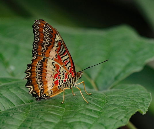 Elaine Bacal_Colourful striped butterfly