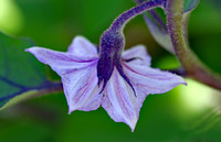Elaine Bacal_Eggplant flower