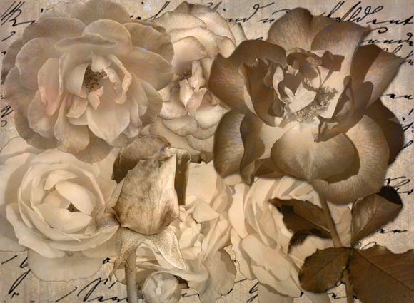 Elaine Bacal_Old Roses by Waverly