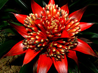 Elaine Bacal_Bromeliad