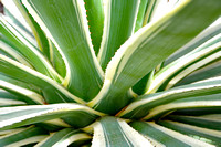 EB_White and green Agave