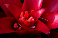 Elaine Bacal_Bromeliad01