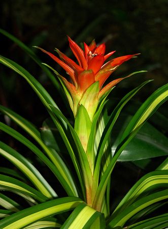 Elaine Bacal_Tall bromeliad