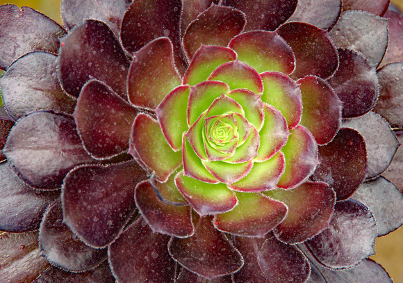 Elaine Bacal_Colourful succulent