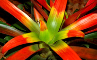 Elaine Bacal_Red and green bromeliad05