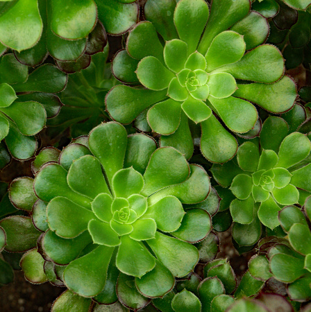 Elaine Bacal_Succulents in a cluster