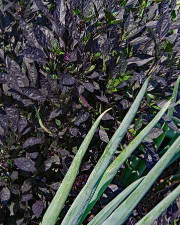 Elaine Bacal_Aloe against wall