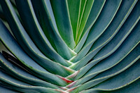 Elaine Bacal_Tropical plant