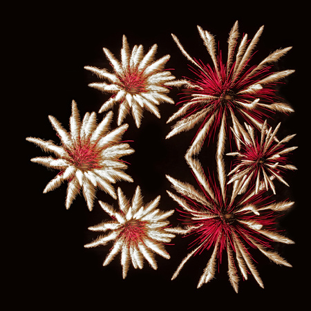 Elaine Bacal_Fireworks flowers (James Holden)