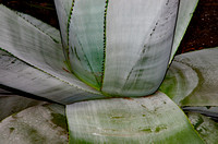 Elaine Bacal_Old Aloe plant