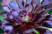 Elaine Bacal_Succulent05