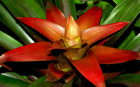 Elaine Bacal_Red bromeliad04